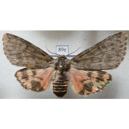 Olepa schleini Witt et al., 2005 female Isreal89e RARE!!!